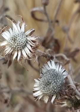 Walk in Bridge Park 6