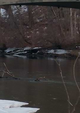 Walk in Bridge Park 5