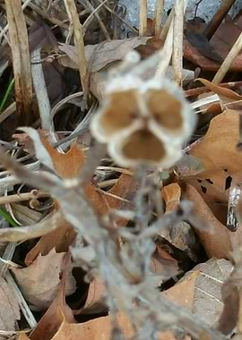 Walk in Bridge Park 1