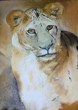Lion 7