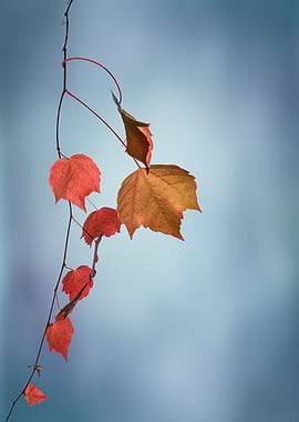branch of autumnal tree