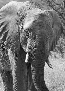 Elephant Portrait