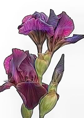 iris gladiolus in bloom