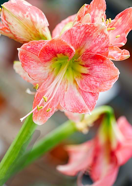 Amaryllis