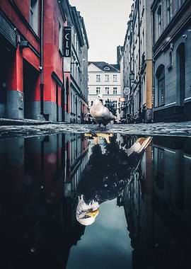 You a pigeon or an eagle