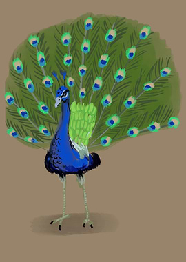 Lovely Peacock