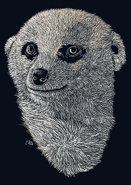 Meerkat