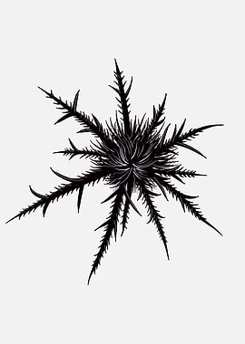 Dry Thistle Sharp Thorns