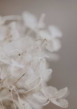 Beautiful White Flower
