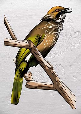 Vector Bird Cucak Rawa