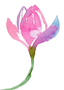 Magnolia watercolor flower
