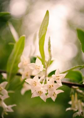 Floral Tranquility Flora