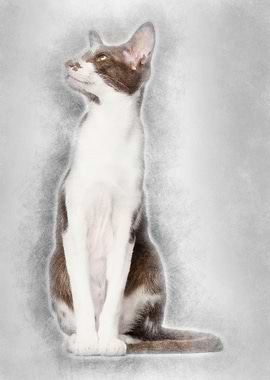 Oriental Shorthair sitting