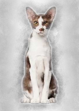 Oriental Shorthair sitting