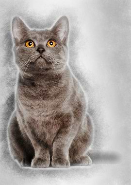 Chartreux cat 9 months old