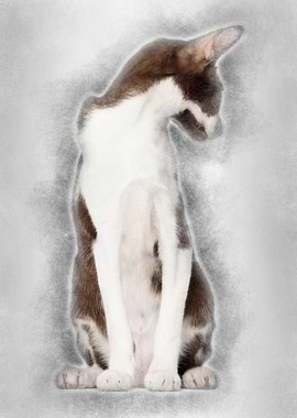 Oriental Shorthair sitting