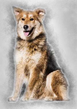 Mixedbreed dog 8 years old