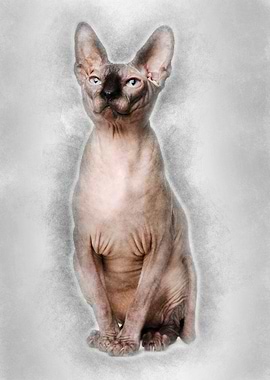 Sphynx cat 1 year old sitt