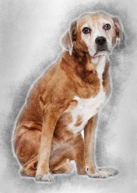 Old Mixedbreed dog 13 year