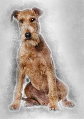 Irish Terrier 2 years old