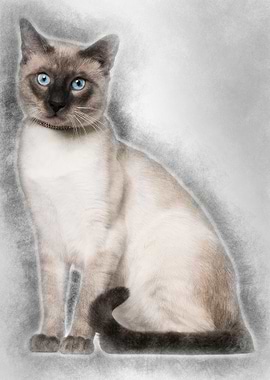 Siamese cat 8 months old s
