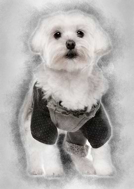 Maltese dressed up 3 years