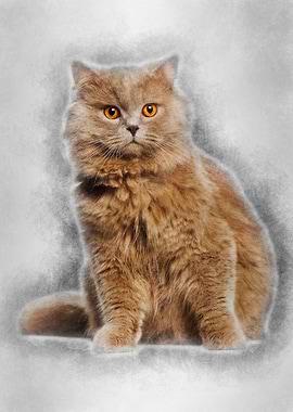 British Longhair sitting a