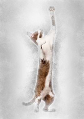 Oriental Shorthair standin