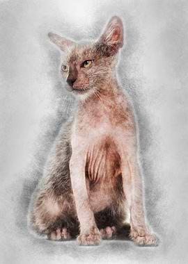 Kitten Lykoi cat 3 months