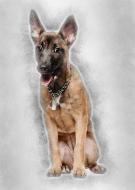 Portrait of Belgian shephe