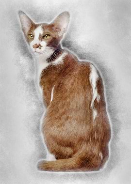 Rear view of an Oriental S