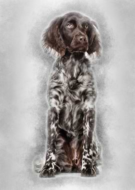 Munsterlander dog 9 month