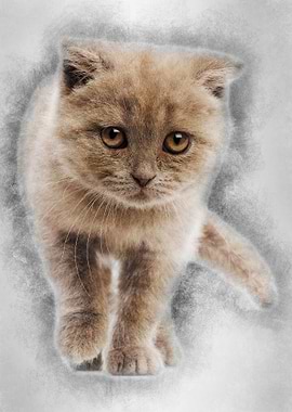 Portrait of Scottish Fold