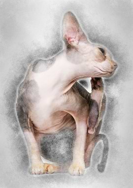 Sphynx cat 1 year old itch