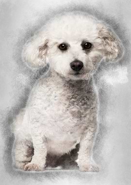 Bichon Fris 5 years old si