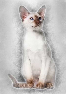 Siamese kitten 5 months ol