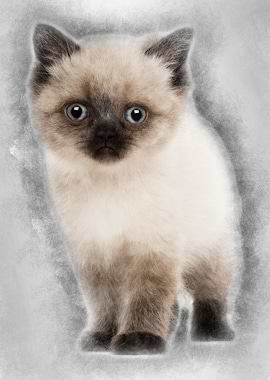 Portrait of British Shorth