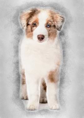 Australian Shepherd puppy