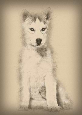 Husky dog 2 months old sit