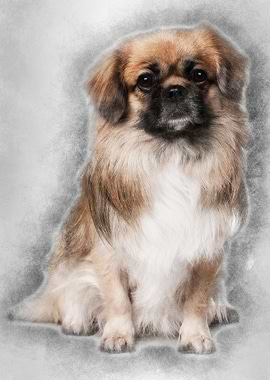 Teckel Spaniel 3 Years Old