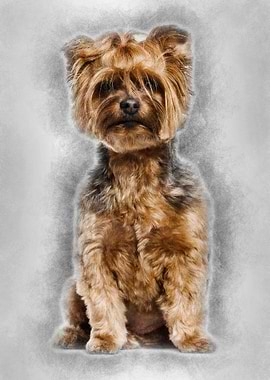 Yorkshire Terrier sitting