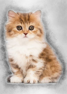 British Longhair kitten 2