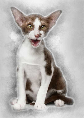 Oriental shorthair sitting