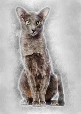 Oriental Shorthair sitting