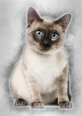 Siamese cat 8 months old s