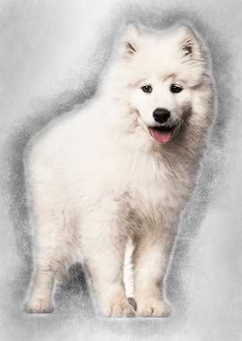 Samoyed puppy standing aga