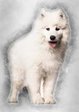 Samoyed puppy standing aga