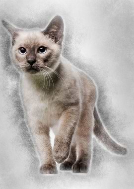 Thai kitten 4 months old w