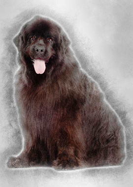 Newfoundland 4 years old s