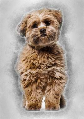 Lhasa apso dog 8 months ol